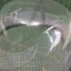 Люк Bosch 702232 черный