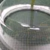 Люк Beko 2878300100-2 с дефектом царапина